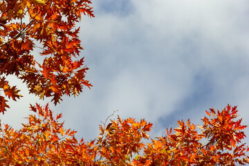Yellow leaves on autumn trees against the blue sky