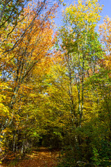 Fototapeta na wymiar Yellow-green leaves of an autumn tree against a blue sky