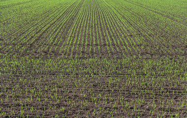 Konzept Landwirtschaft: Weiter Panorama Blick auf ein Feld mit vielen Reihen frisch gesetzter...