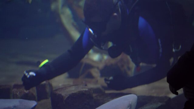 Diver in Underwater Aquarium Perform Shark Live Feeding In Large Underwater Fish Tank