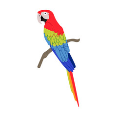 Multicolored macaw parrot. Bright tropical exotic bird cartoon vector illustration. Summer wildlife, Polynesian fauna isolated on white - obrazy, fototapety, plakaty