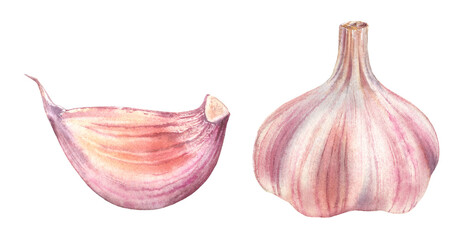 Watercolor garlic. Set of two design elements: purple whole and a small clove. Realistic botanical painting with fresh spices. Hand drawn food illustration