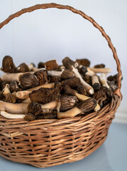 Verpa bohemica in a wicker basket on a white background