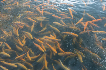 Rainbow trout swims in the water at a fish farm, fish farming