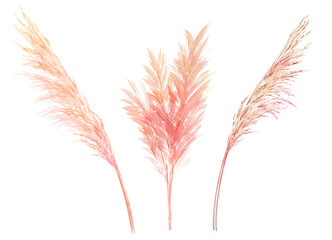 Watercolor set with pink branches. Abstract collection with dried pampas grass and palm leaves. Interior decoration in modern boho style.