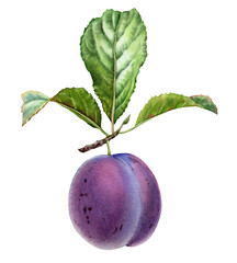 Watercolor hand-painted plum. Realistic branch with purple fruit and green leaves. Fresh background with garden tree. Botanical illustration for food label design - 553718625