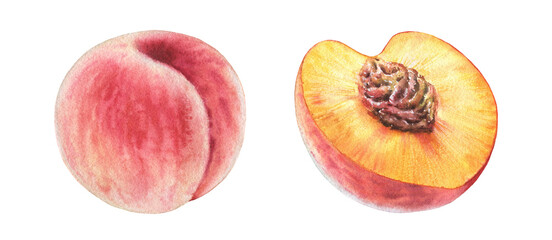 Watercolor set with two peaches. Realistic half and whole fruits. Botanical hand-painted illustration for food label design - 553718806