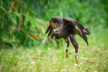 A black eagle Ictinaetus malaiensis flying low to hunt for food 