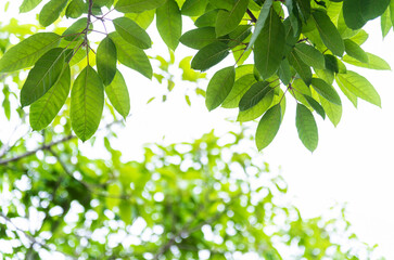 Fototapeta na wymiar Close up of green leaves background