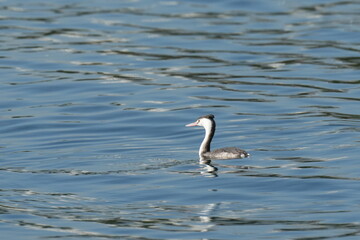 great crested grebe in a sea