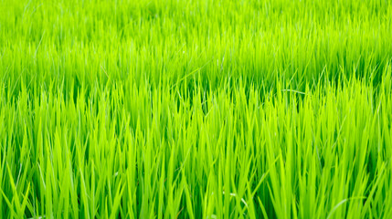 growing fields in the fertile soil of Thailand