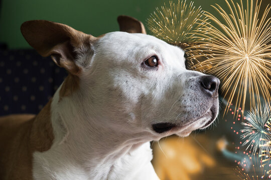 Please don't throw firecrackers I'm afraid