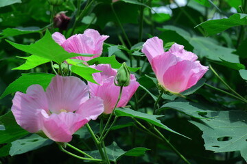 日本の美を象徴する花