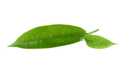 Fototapeta na wymiar Green tea leaf isolated on transparent png