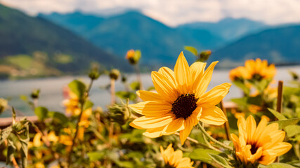 Helianthus debilis, cucumberleaf sunflower, at the famous Zeller See lake, Zell am See, Salzburg,...