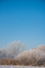 Obraz premium zimowy krajobraz, zimowe drzewa, zaszronione drzewa, winter landscape, winter trees, frosted trees 