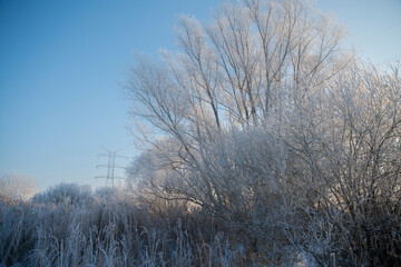 zimowy krajobraz, zimowe drzewa,  zaszronione drzewa,  winter landscape, winter trees, frosted trees 