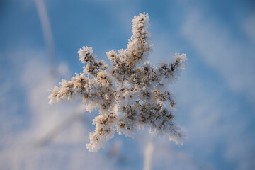 macro trawa, chwasty zimą, macro grass, weeds in winter, plants in winter,