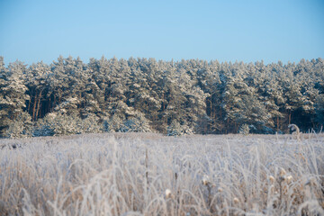 Zimowy las, las zimą, zaśnieżone drzewa 