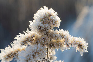 macro trawa, chwasty zimą, macro grass, weeds in winter, plants in winter,