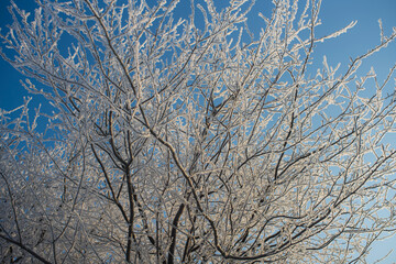 zimowy krajobraz, zimowe drzewa,  zaszronione drzewa,  winter landscape, winter trees, frosted trees 