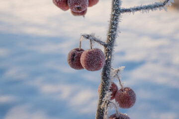 frozen fruits, winter fruits, crab apples, frozen apples