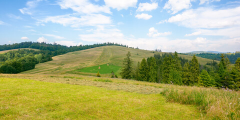 Fototapeta na wymiar pasture and forest on the hill. sunny summer weather in carpathian mountains. green countryside scenery. puffy cumulus clouds on the blue sky. vacation and tourism season