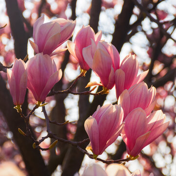 magnolia branch in backlit light. floral background in sunlight
