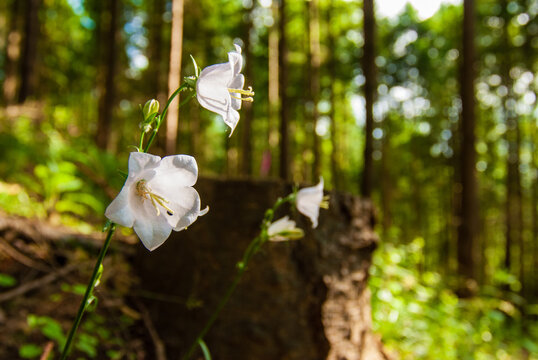 Fleurs de campanule dans un sous-bois alsacien, Vosges alsaciennes, CEA, Alsace, Grand Est, France