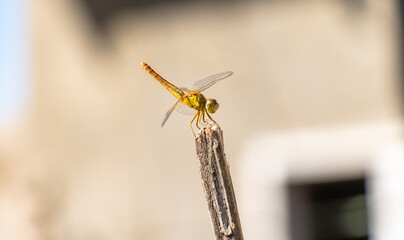 dragonfly closeup on wire 