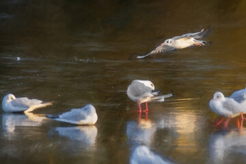 Digital painting of Black-Headed Gulls on a frozen pond during winter. Non breeding adult Black Headed Gull