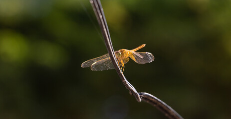 dragonfly closeup on wire 