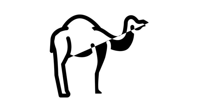 camel animal line icon animation