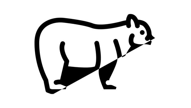 bear animal line icon animation