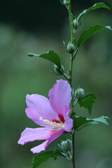 夏の茶室を彩る
