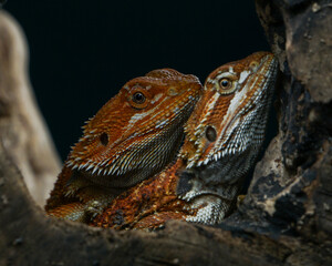 bearded dragon lizard