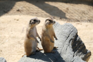 ミーアキャット