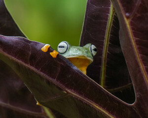 Frog on a tree branch