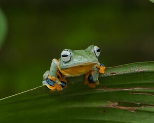 frog on a leaf