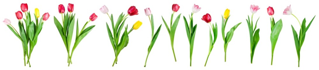 collection of tulip flowers isolated on transparent background - obrazy, fototapety, plakaty