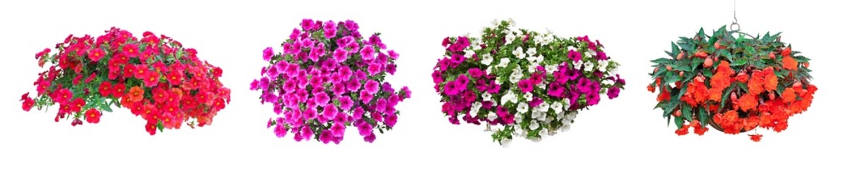 collection of petunia flowers isolated on transparent background - obrazy, fototapety, plakaty