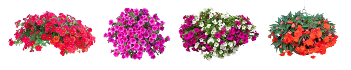 Tuinposter collection of petunia flowers isolated on transparent background © schab
