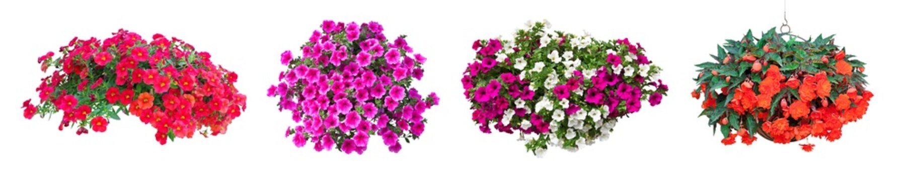 collection of petunia flowers isolated on transparent background