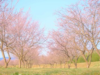 Fototapeta premium alley of blooming cherry blossoms 