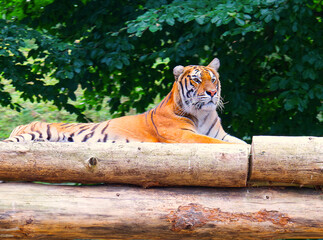 bengal tiger laying down in trees, in park nature reserve