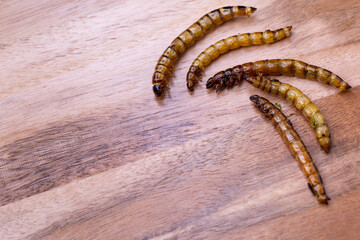 Fried wood grubs and mealworms on a wooden chopping board. Fried insects as a source of protein in the diet.