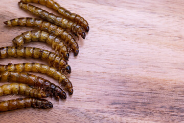 Fried wood grubs and mealworms on a wooden chopping board. Fried insects as a source of protein in the diet.