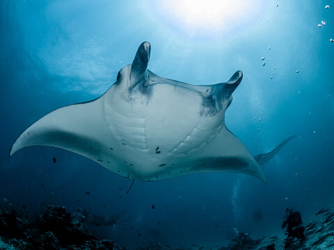 Mantas Malediven