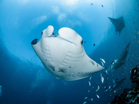 Manta Expedition Malediven