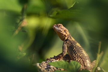 Close-up of the Agama lizard in wild nature